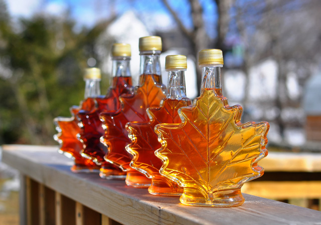 Maple Syrup sản xuất từ nhựa cây phong, có nhiều bậc màu sắc khác nhau 